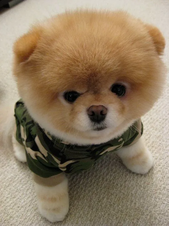 O cachorro mais fofo do mundo | Crescendo e Mudando... A vida é assim