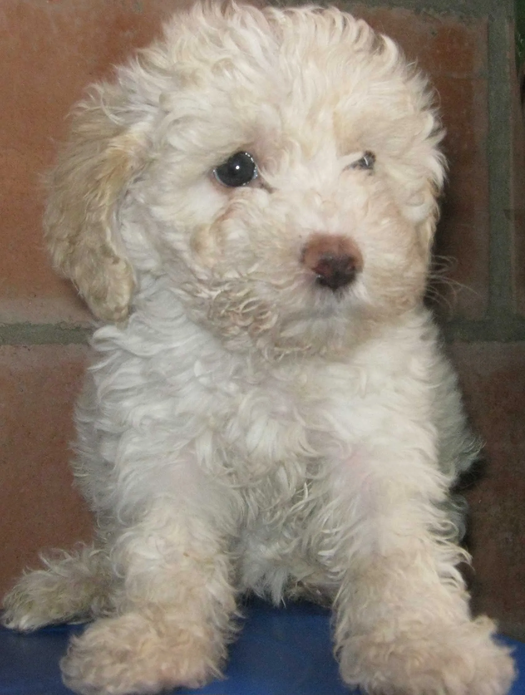 Cachorros French Poodle Tacita De Te Pictures Cachorros French Poodle Tacita De Te Pictures