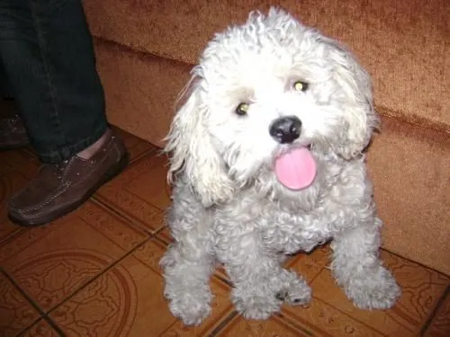 Cachorro french poodle - Heredia, Costa Rica - Animales / Mascotas