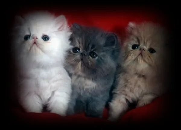 Cachorro GATO PERSA - Imagui