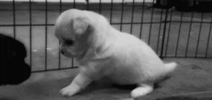 Cachorro Gif GIFs on Giphy