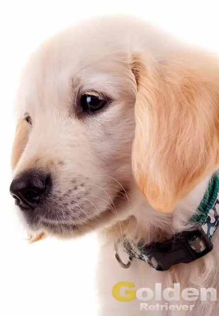 Un cachorro de Golden en casa, consejos iniciales - Web del Golden ...