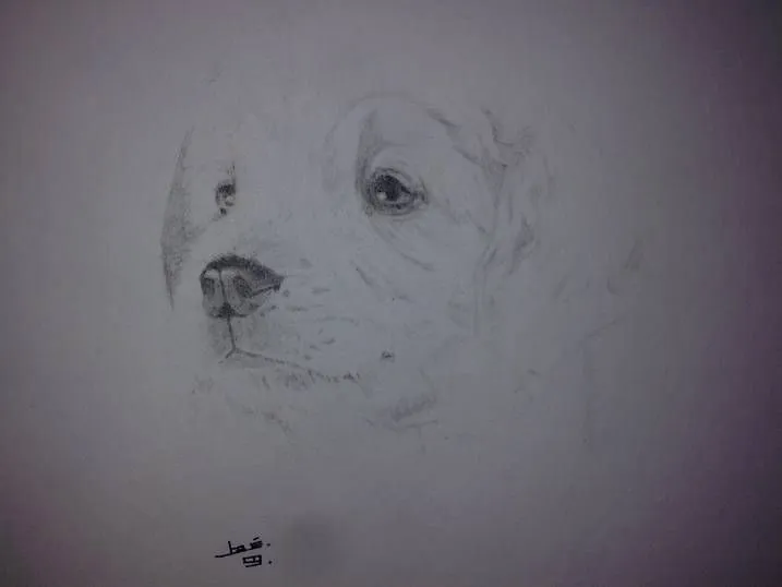 Dibujos a lápiz de cachorros - Imagui