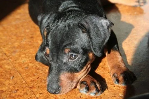 Cachorro, Que hago? | Mini Pinscher
