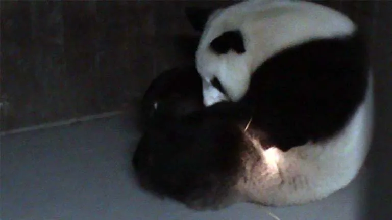 El cachorro de la hembra de oso panda, Hua Zui Ba, llorando ... El cachorro de la hembra de oso panda, Hua Zui Ba, llorando ...