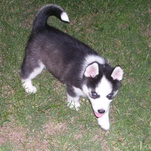 Cachorro husky | Diario Animales