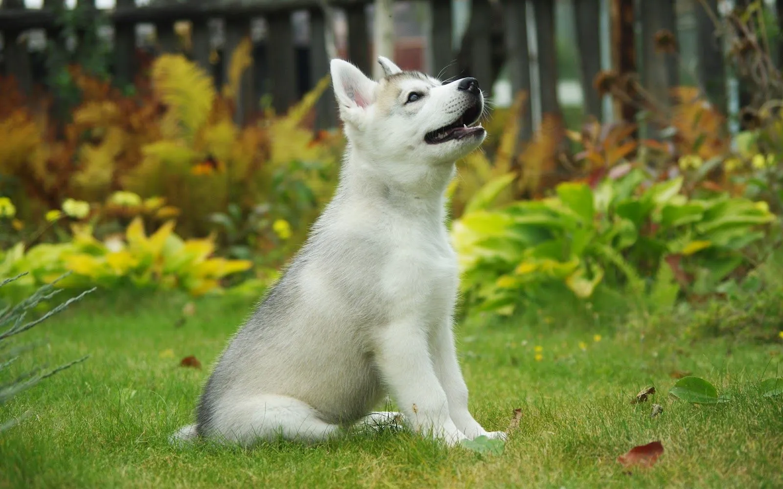 Cachorro de Husky Siberiano - Fondos de Pantalla HD - Wallpapers HD Cachorro de Husky Siberiano - Fondos de Pantalla HD - Wallpapers HD