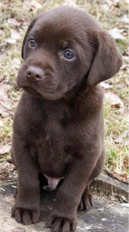 cachorro labrador, marrón chocolate | Future pets ... cachorro labrador, marrón chocolate | Future pets ...