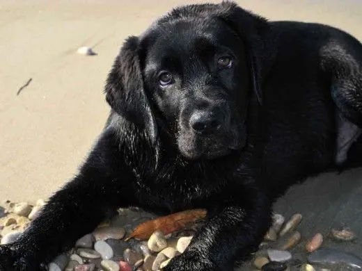 cuanto tiene que pesar un cachorro labrador de 3 meses? (Página 2 ...