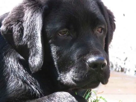 cuanto tiene que pesar un cachorro labrador de 3 meses? (Página 2 ...