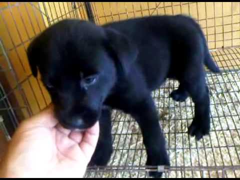 CACHORRO LABRADOR NEGRO - YouTube