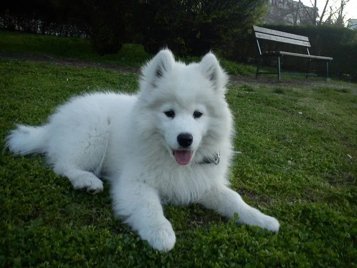 mi cachorro lobo samoyedo | Lobo | Pinterest