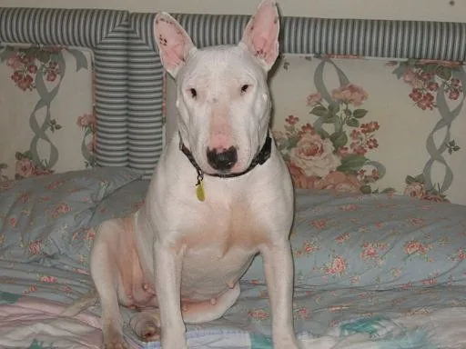 Tengo un cachorro de 3 meses Shar pei cruzado con pitbull | Cuidar ... Tengo un cachorro de 3 meses Shar pei cruzado con pitbull | Cuidar ...