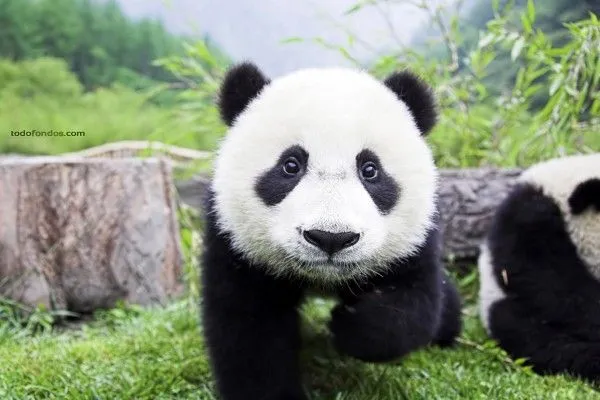 Cachorro de oso panda (465)
