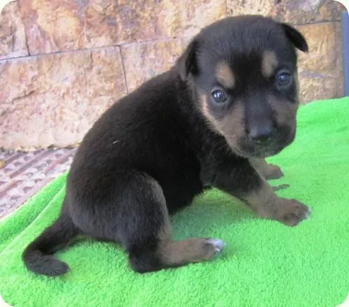 Cachorro de Pastor Alemán de 1 mes | Mundo Perro Cachorro de Pastor Alemán de 1 mes | Mundo Perro