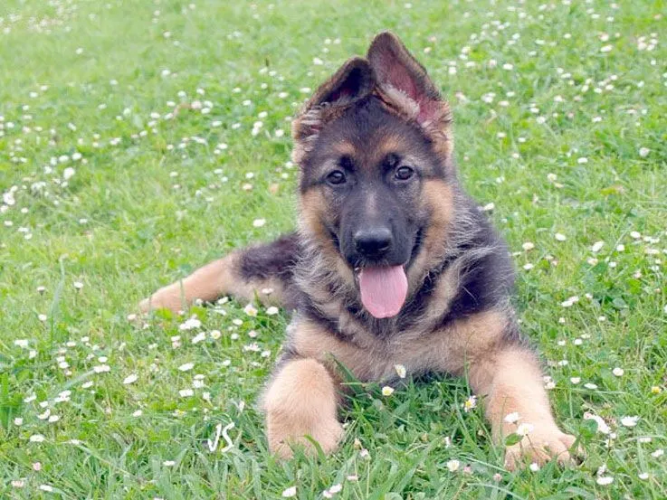 Cachorro Pastor Alemán de 5 meses | Mundo Perro