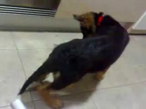 Cachorro de Pastor Aleman con 3 meses y medio - YouTube Cachorro de Pastor Aleman con 3 meses y medio - YouTube