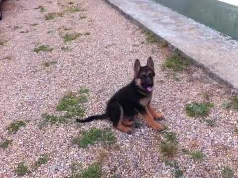 cachorro pastor aleman(German sheepdog) crecimiento 1 mes a 6 ...