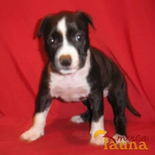 Pitbull stanford cachorros 3 meses - Imagui Pitbull stanford cachorros 3 meses - Imagui