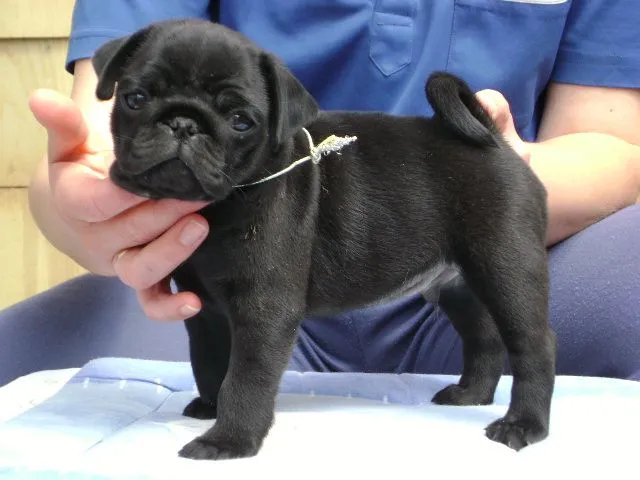 cachorro pug [5] - seourpicz