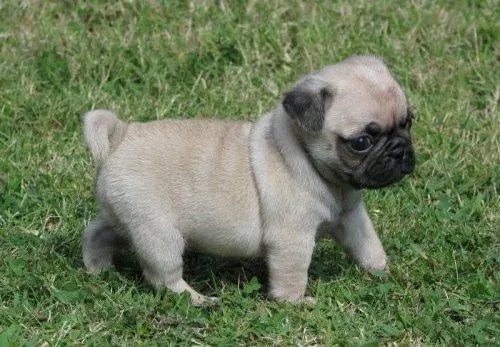 un cachorro pug « perrospugg
