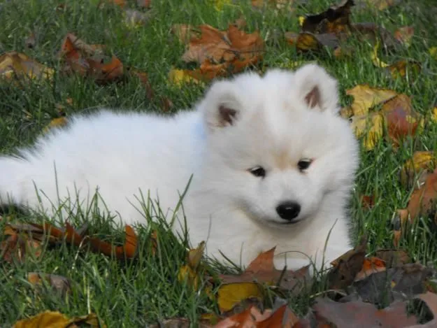 Cachorro samoyedo buscando (precio a tratar), a 3 meses, el nmero ... Cachorro samoyedo buscando (precio a tratar), a 3 meses, el nmero ...