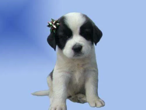 cachorro-san-bernardo_a1932dcb ...