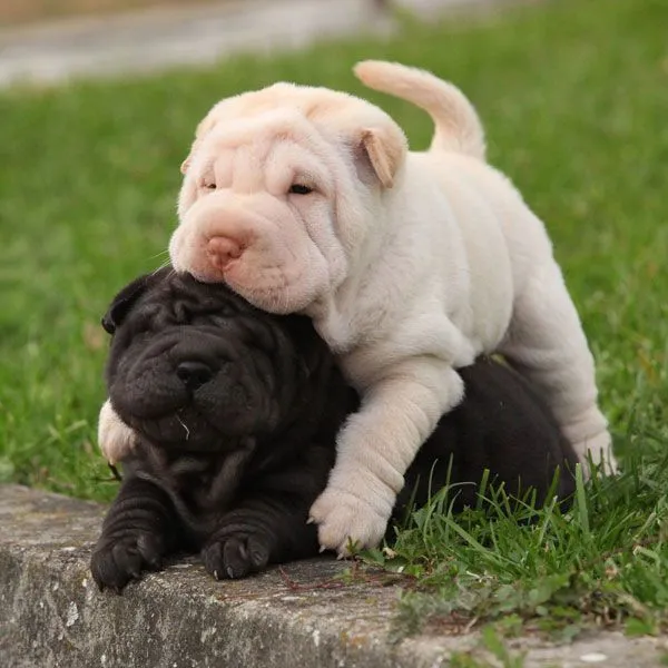cachorro shar pei blanco | Mundo Perro