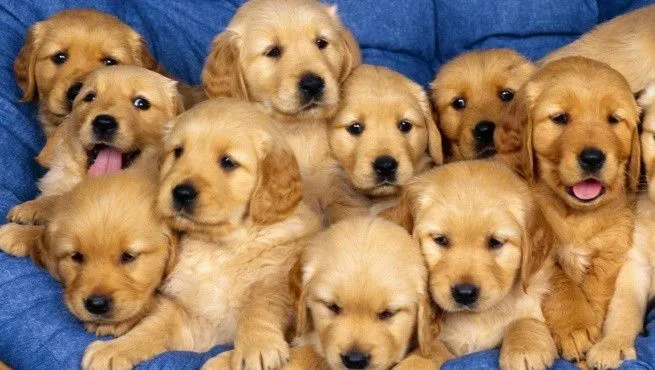 cachorros-2.jpg