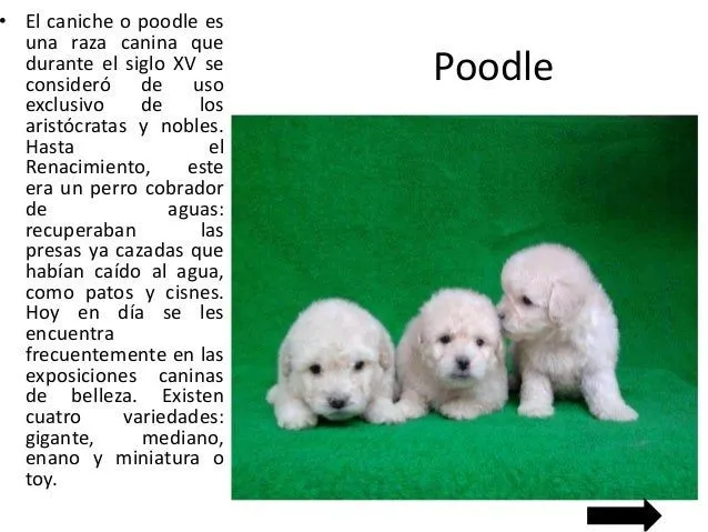 cachorros-9-638.jpg?cb=1390513818