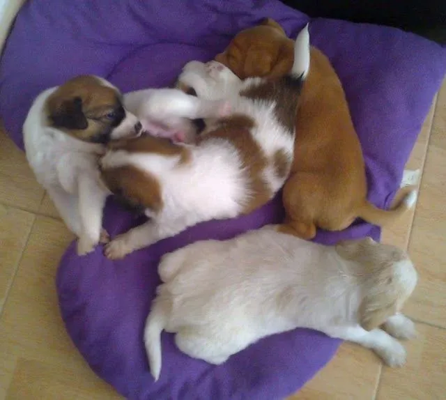 CACHORROS EN ADOPCIÓN: Cachorros en adopción de raza pequeña