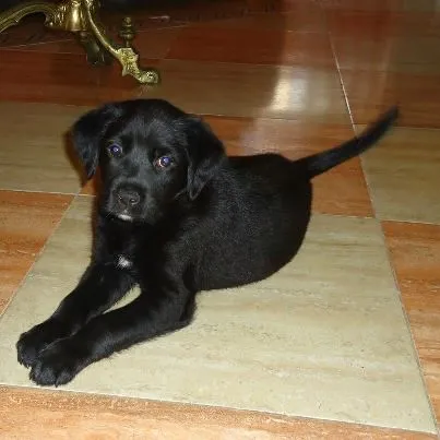 Cachorros en adopción: Regalan cachorro de labrador negro Cachorros en adopción: Regalan cachorro de labrador negro