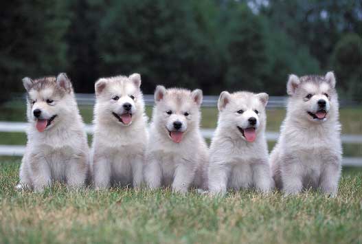 Cachorros tiernos husky - Imagui