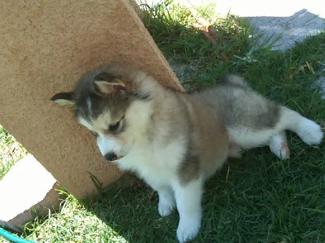 Cachorros Alaska Malamute en Puebla