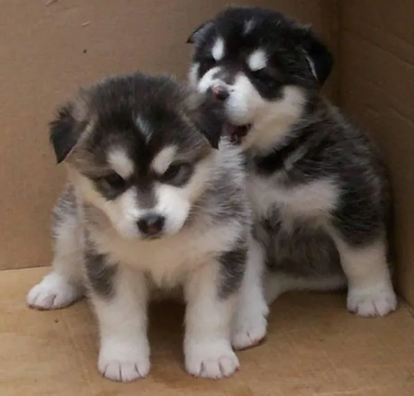 Cachorros de alaskan malamute de 2 meses | Mundo Perro
