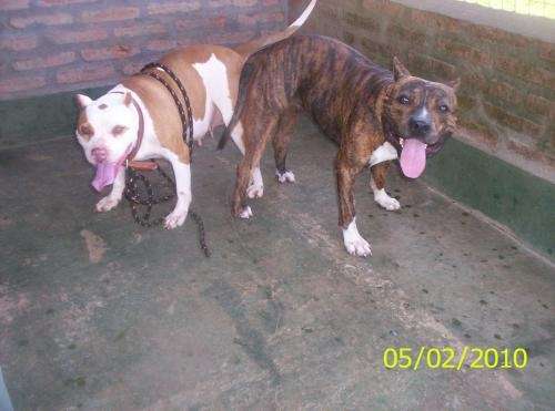 Cachorro pit bull macho chocolate red nose - Posadas, Argentina ...