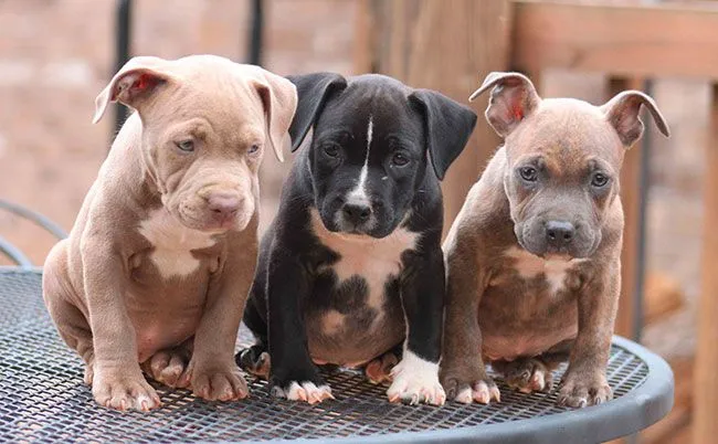 Cachorros de American Pitbull Terrier | Mundo Perro Cachorros de American Pitbull Terrier | Mundo Perro