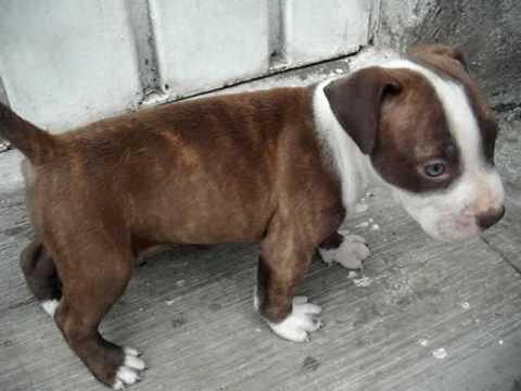 CACHORROS AMERICAN PITBULL - YouTube