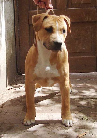 Cachorros de american staffordshire terrier calidad superior en ... Cachorros de american staffordshire terrier calidad superior en ...