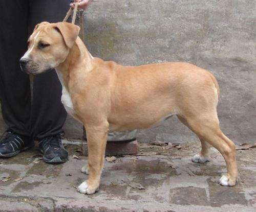 Cachorros de american staffordshire terrier calidad superior en ... Cachorros de american staffordshire terrier calidad superior en ...