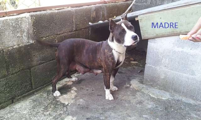 Cachorros american stanford - Heredia, Costa Rica - Animales y ...