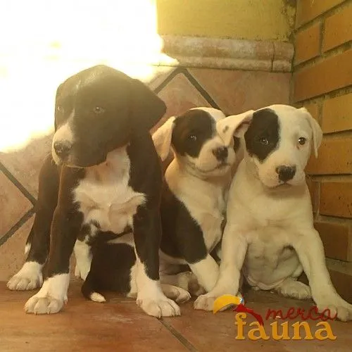 Cachorros de American Stanford con Pitbull - Mercafauna ...