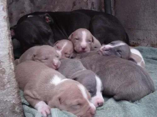 Cachorros american stanford - San José, Costa Rica - Animales ...