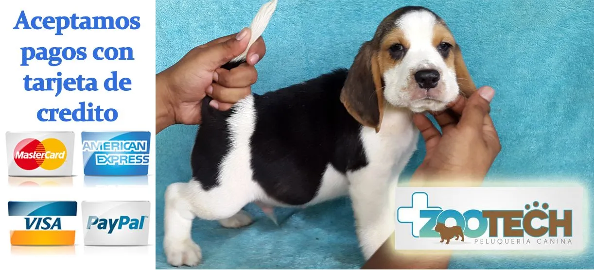 Cachorros Beagle |