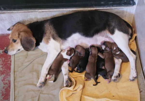 mispequeñosgigantesde4patas-2: PERRITA BEAGLE O CRUCE (PARECE PURA ...