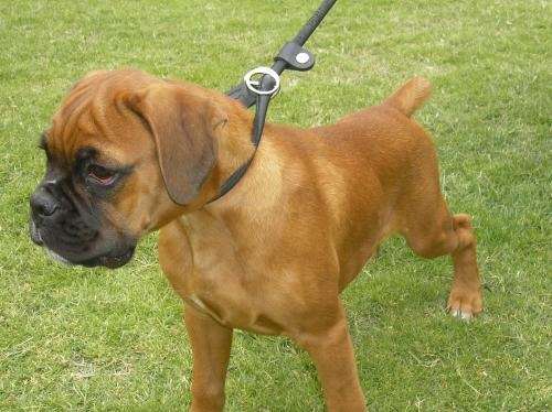 Boxer europeo - Imagui