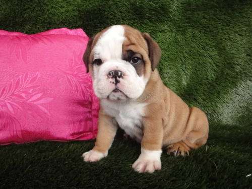 Cachorros boxer pedigree internacional - Cuautla, Mexico ...