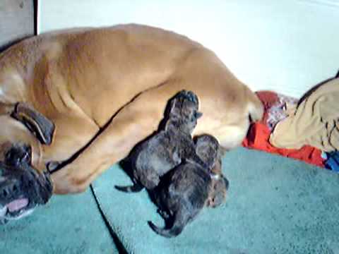 Cachorros de boxer recien nacidos - YouTube Cachorros de boxer recien nacidos - YouTube