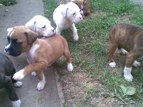 Cachorros boxer en venta - Rancagua, Chile - Animales / Mascotas Cachorros boxer en venta - Rancagua, Chile - Animales / Mascotas
