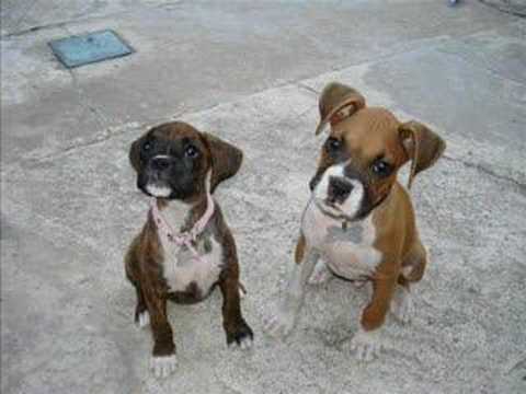 cachorros boxer - YouTube